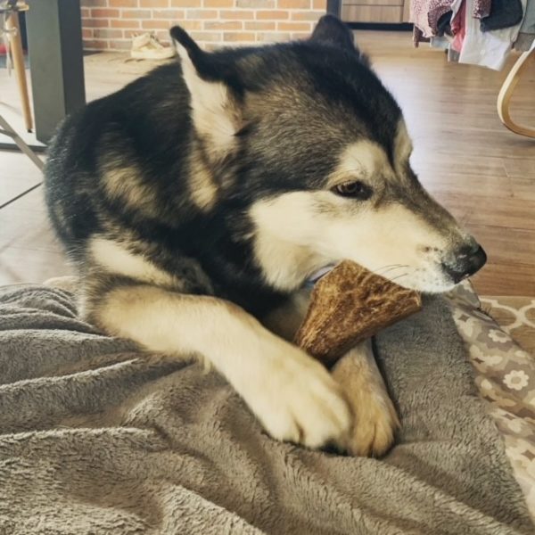 Malamute d'alaska