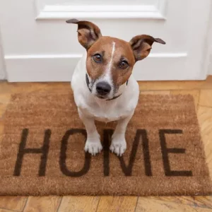 bilan comportemental chien
