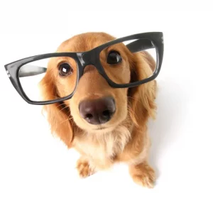 conference chien conférence