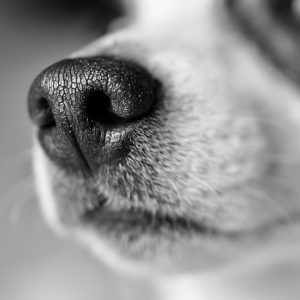 dog-gba086e1b5_1920 dog-gba086e1b5_1920